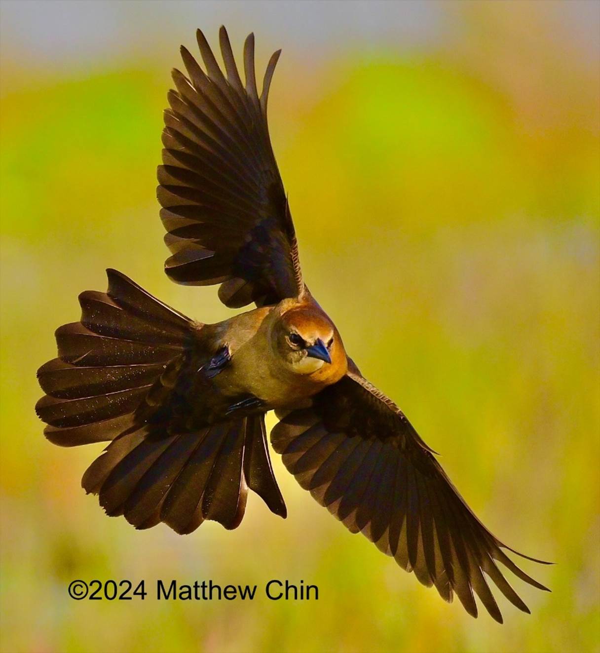 A bird flying in the air

Description automatically generated