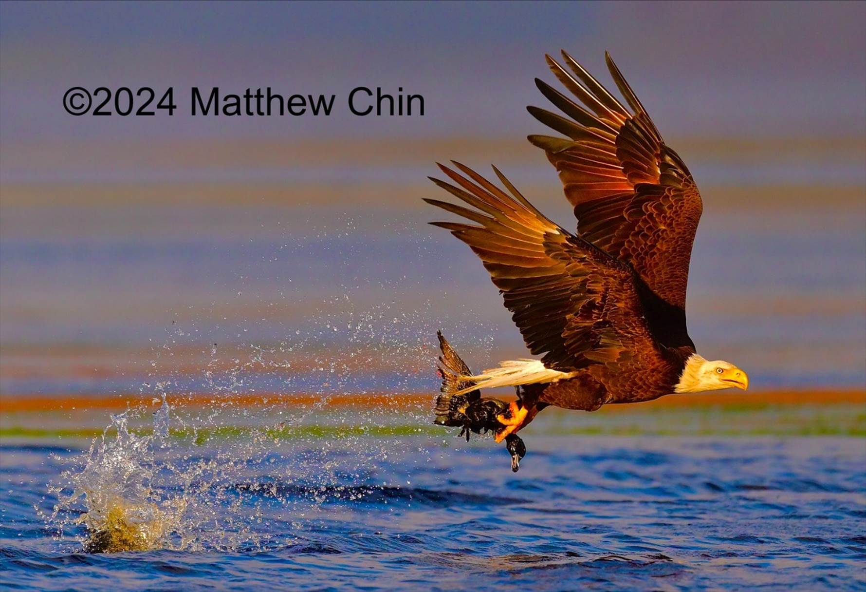 A bald eagle flying over water

Description automatically generated