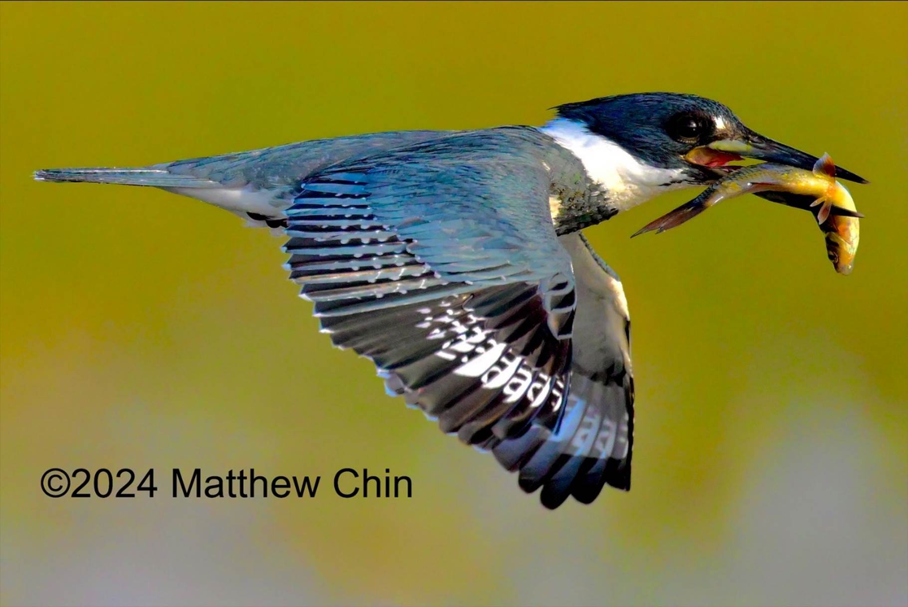 A bird flying with a fish in its beak

Description automatically generated