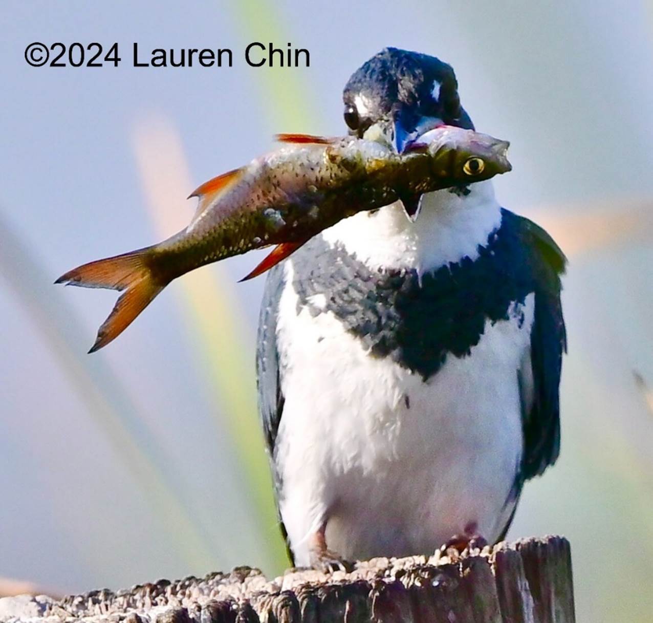 A bird holding a fish in its mouth

Description automatically generated