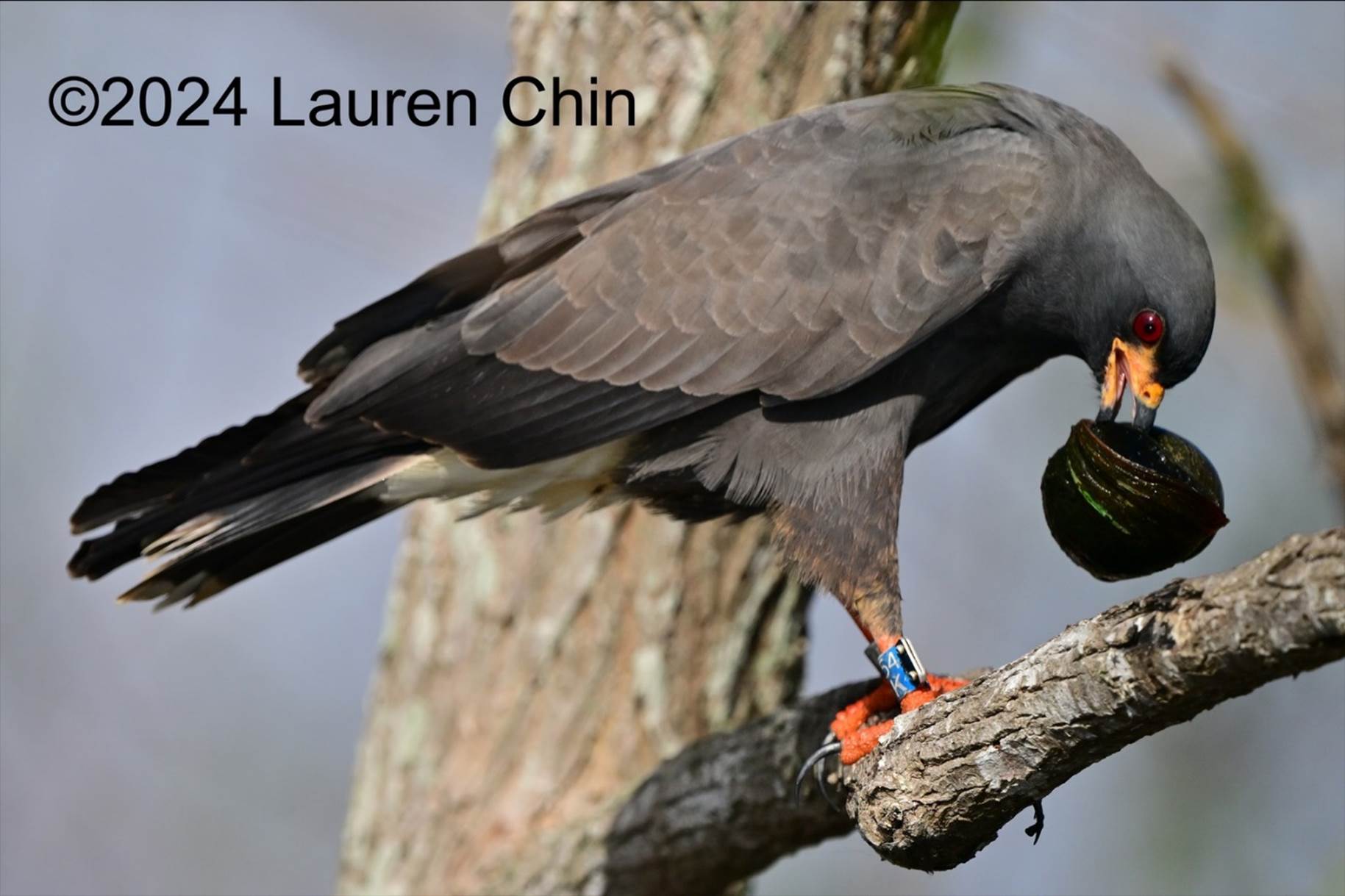 A bird with a beak on a branch

Description automatically generated