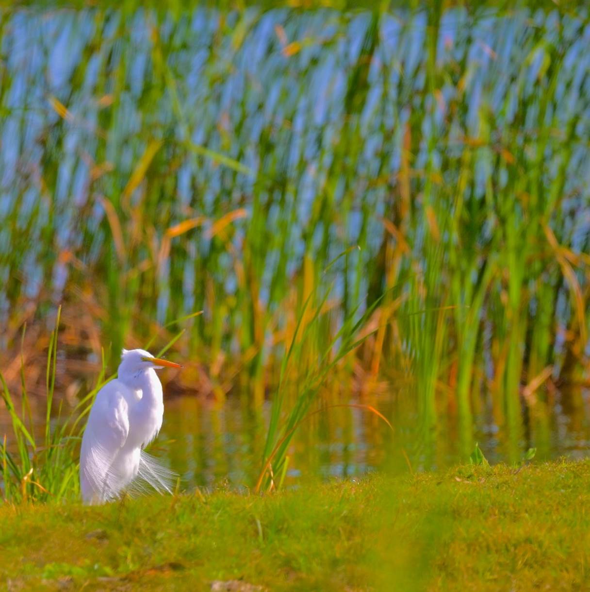 A white bird standing on grass near water

Description automatically generated