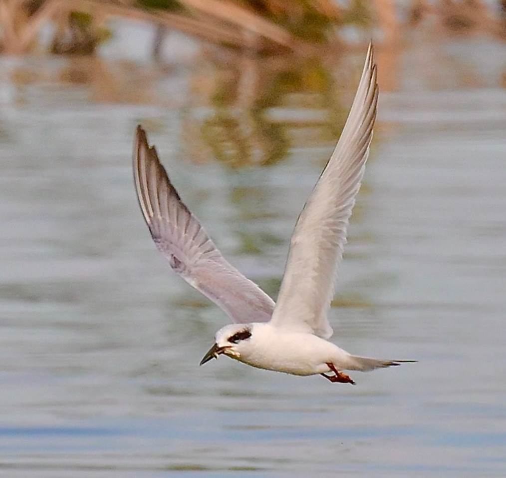 A bird flying over water

Description automatically generated