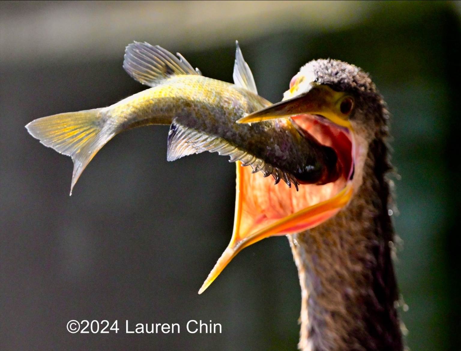 A bird with a fish in its mouth

Description automatically generated