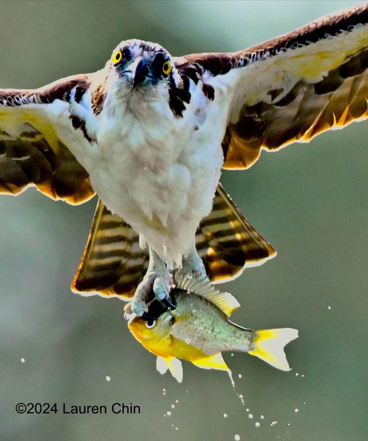 A bird holding a fish

Description automatically generated