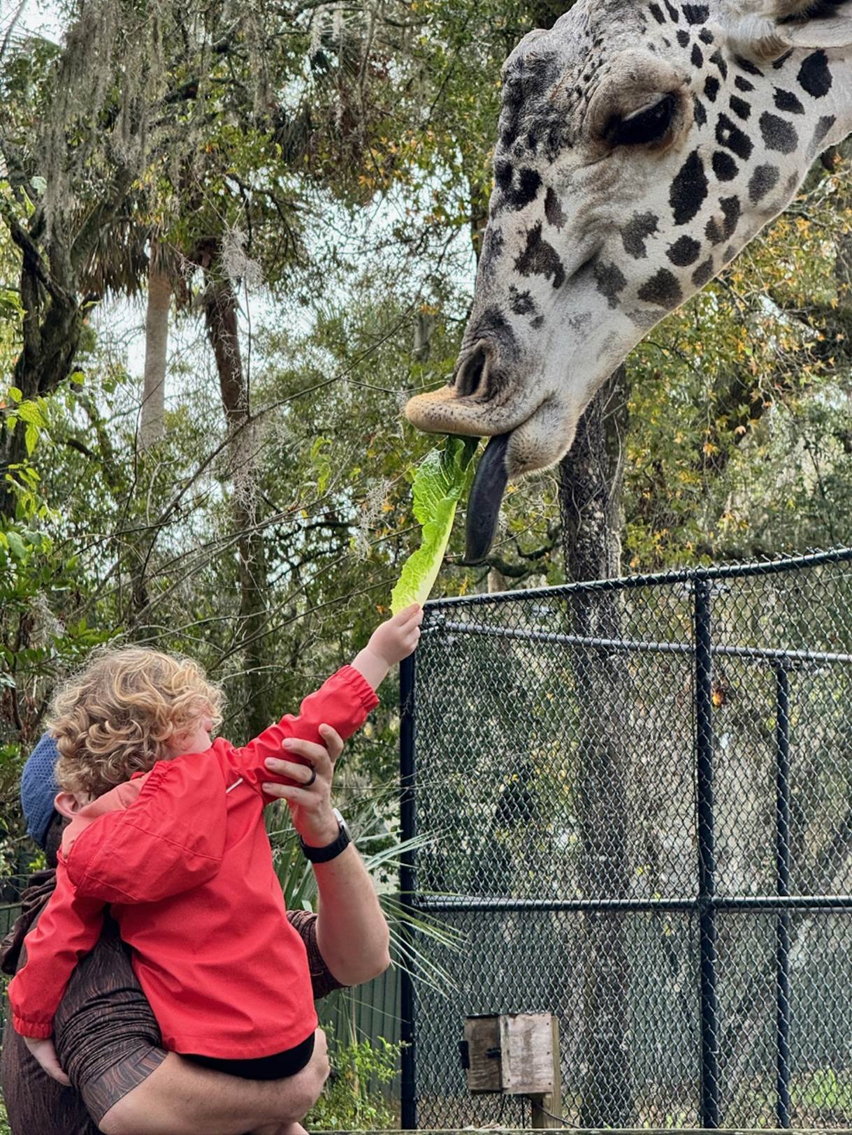 A child feeding a giraffe

Description automatically generated