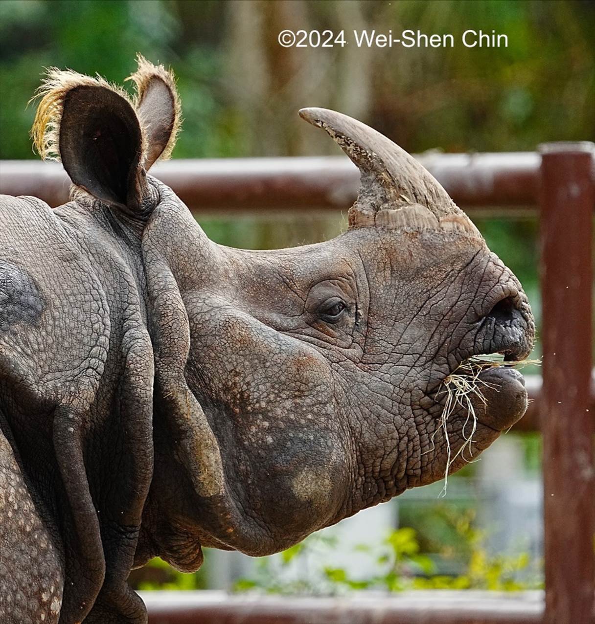 A close-up of a rhinoceros

Description automatically generated