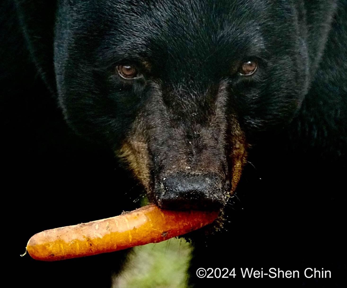 A black bear eating a carrot

Description automatically generated