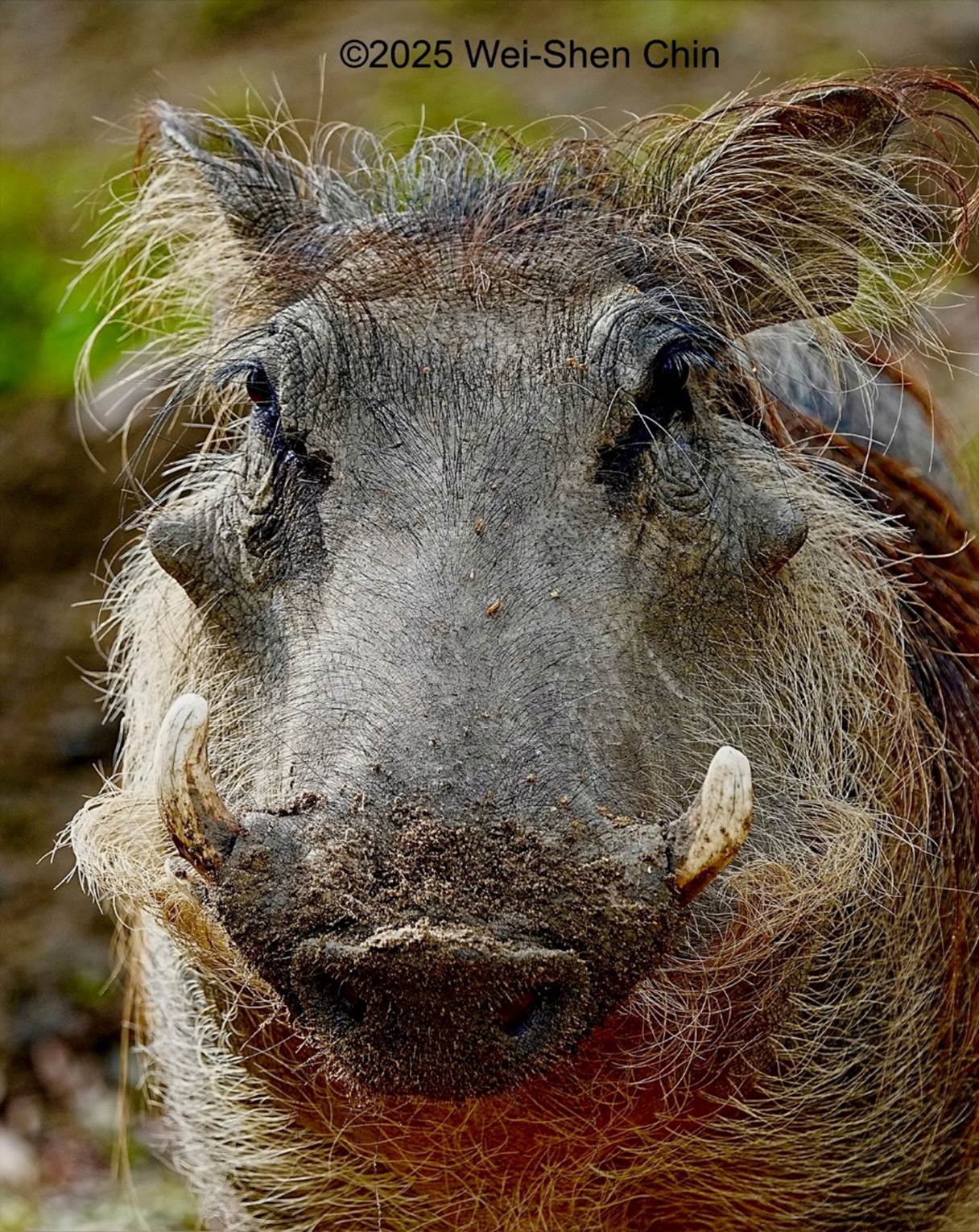 A close up of a warthog

Description automatically generated