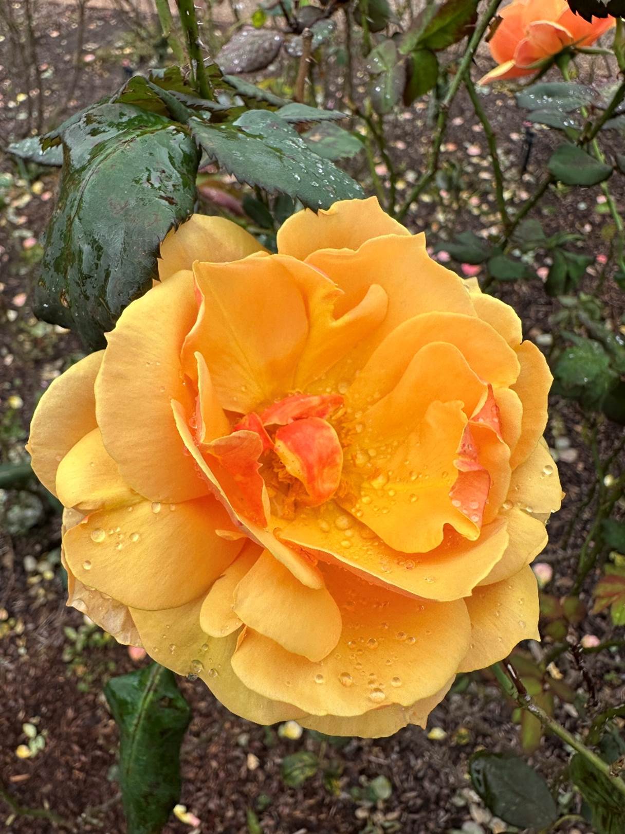 A yellow flower with water drops on it

Description automatically generated