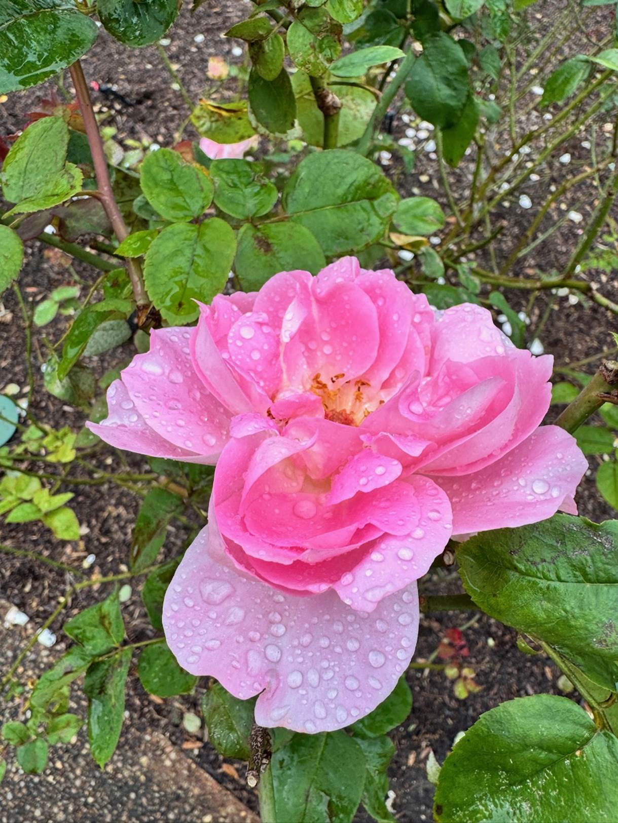 A pink flower with water drops on it

Description automatically generated