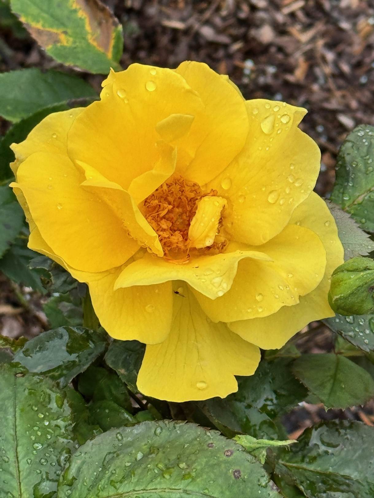 A yellow flower with green leaves

Description automatically generated