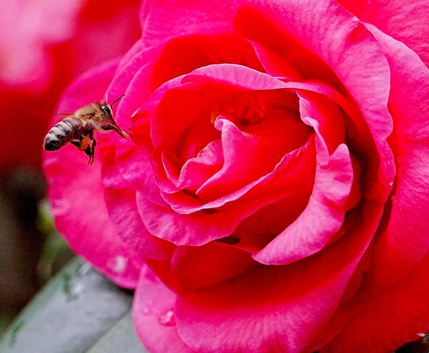 A bee flying over a pink rose

Description automatically generated