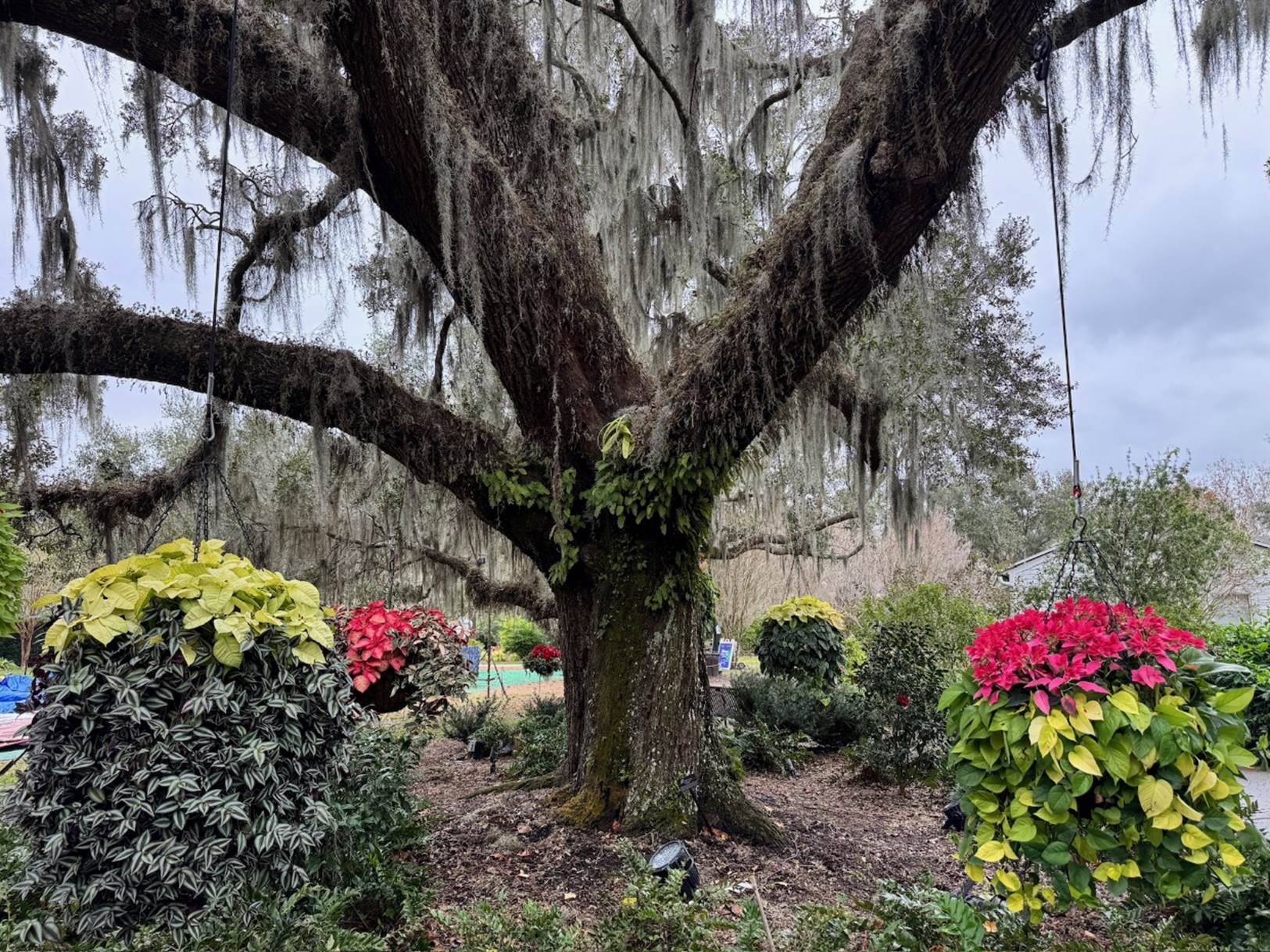 A tree with flowers and plants

Description automatically generated