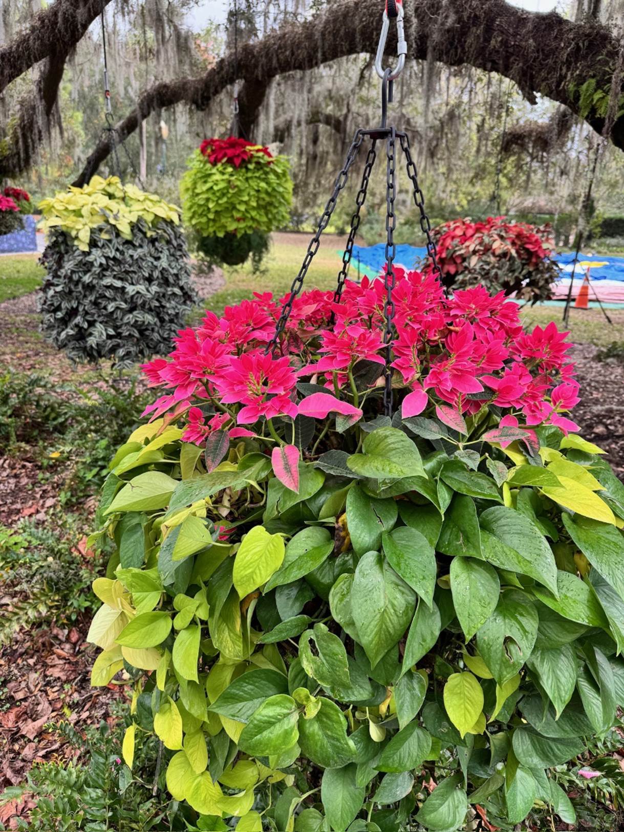 A basket of flowers

Description automatically generated