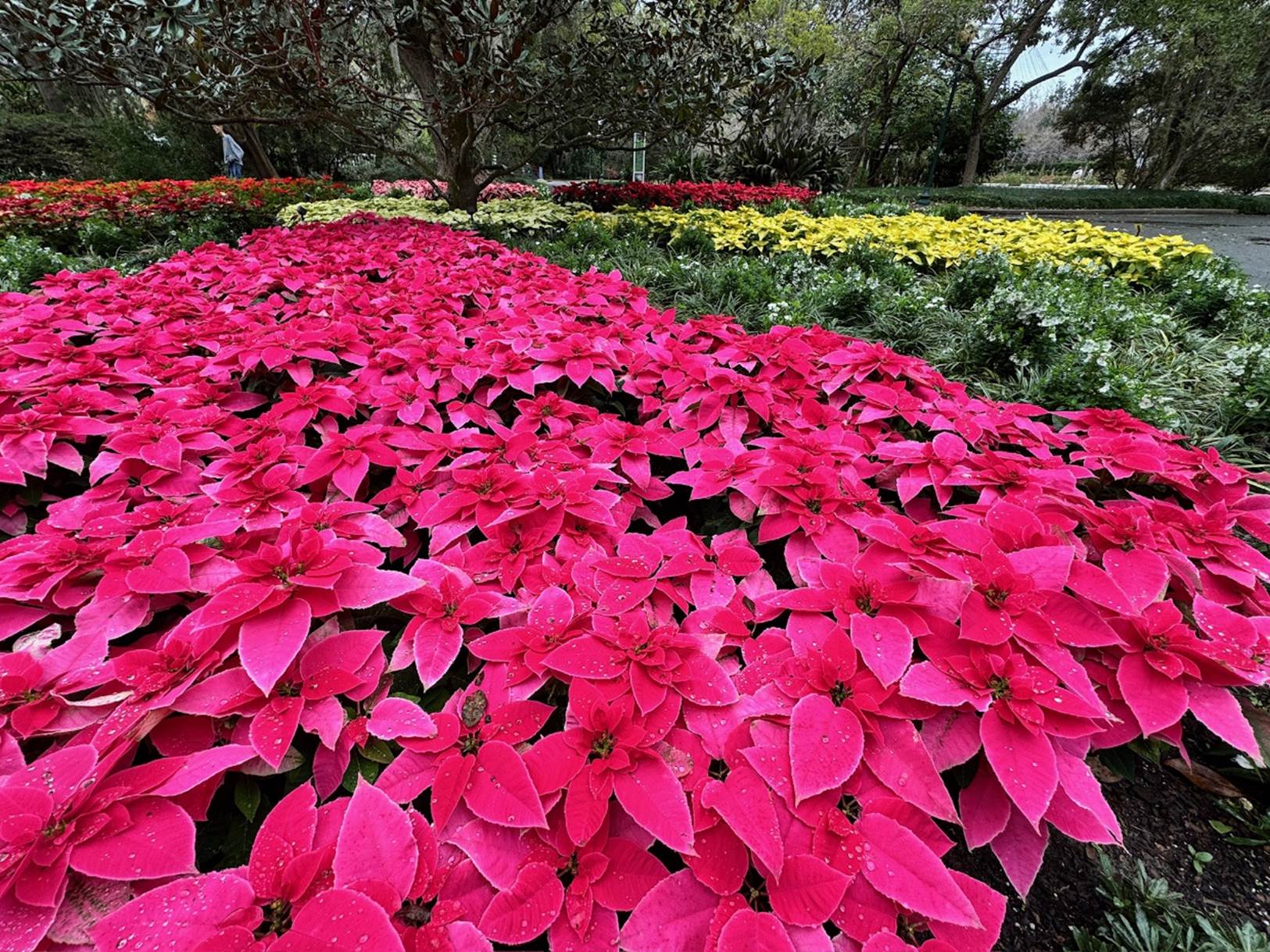 A group of flowers in a garden

Description automatically generated