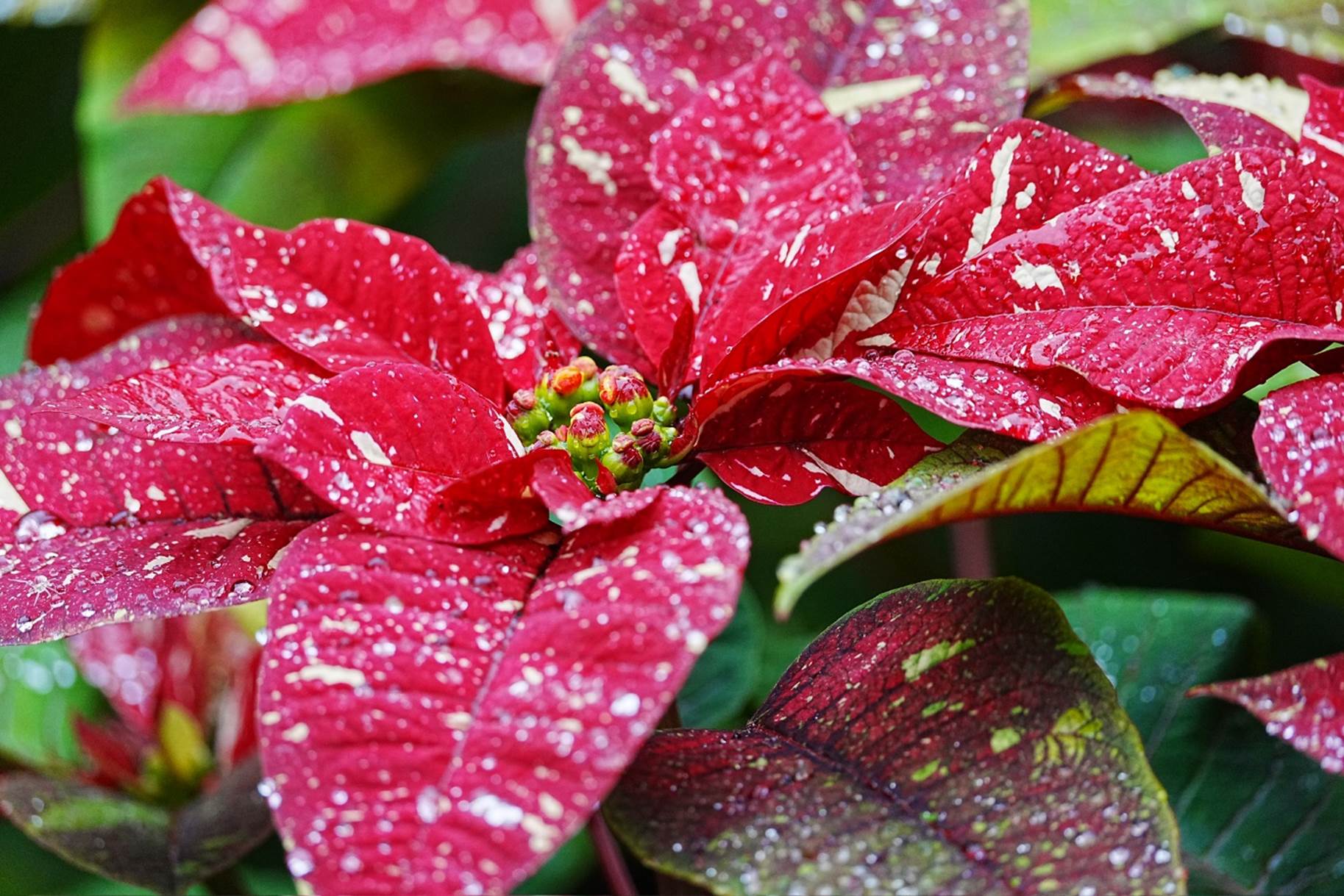 A red flower with white spots

Description automatically generated
