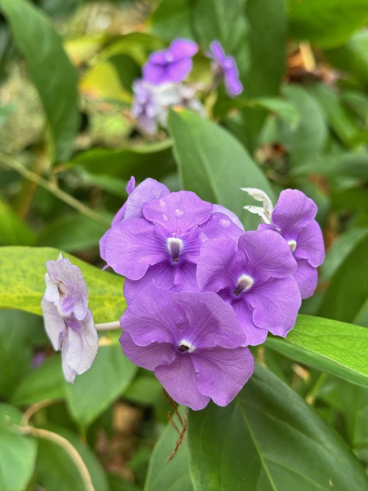 Purple flowers on a plant

Description automatically generated