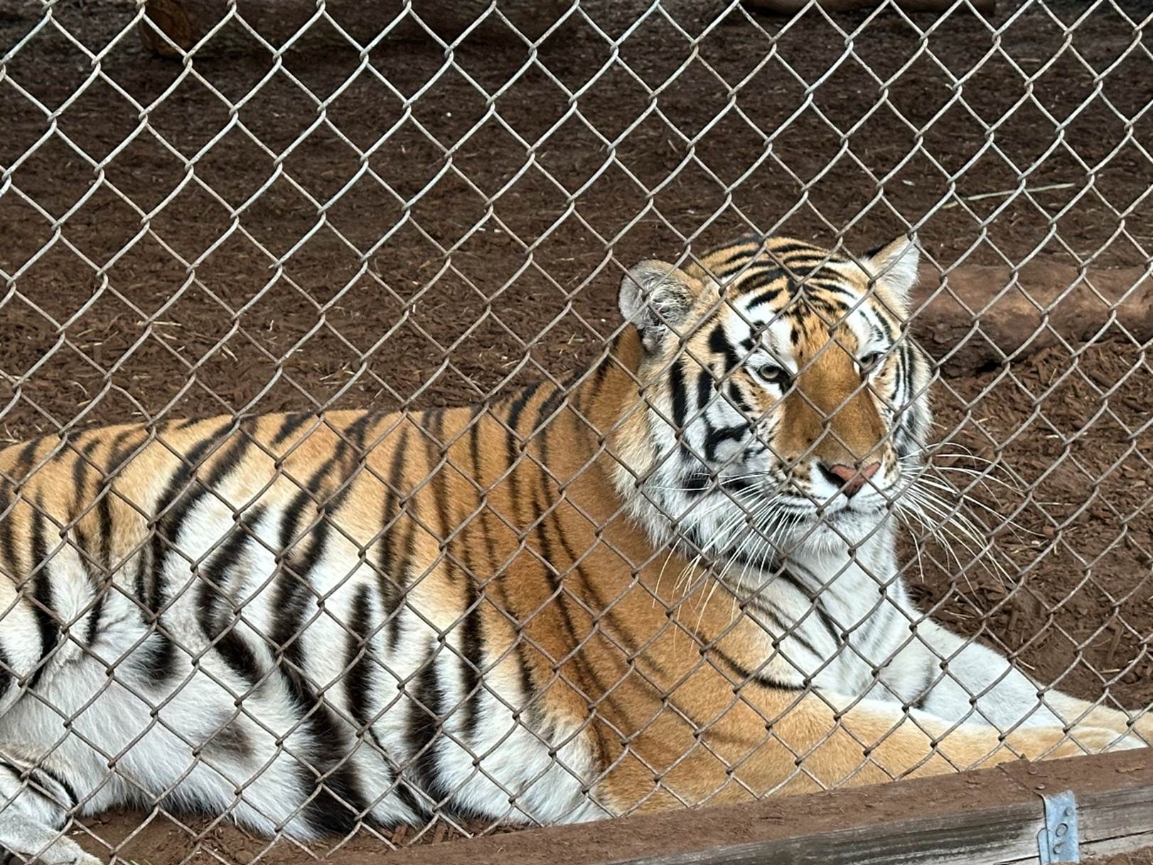 A tiger lying on the ground behind a chain link fence

Description automatically generated