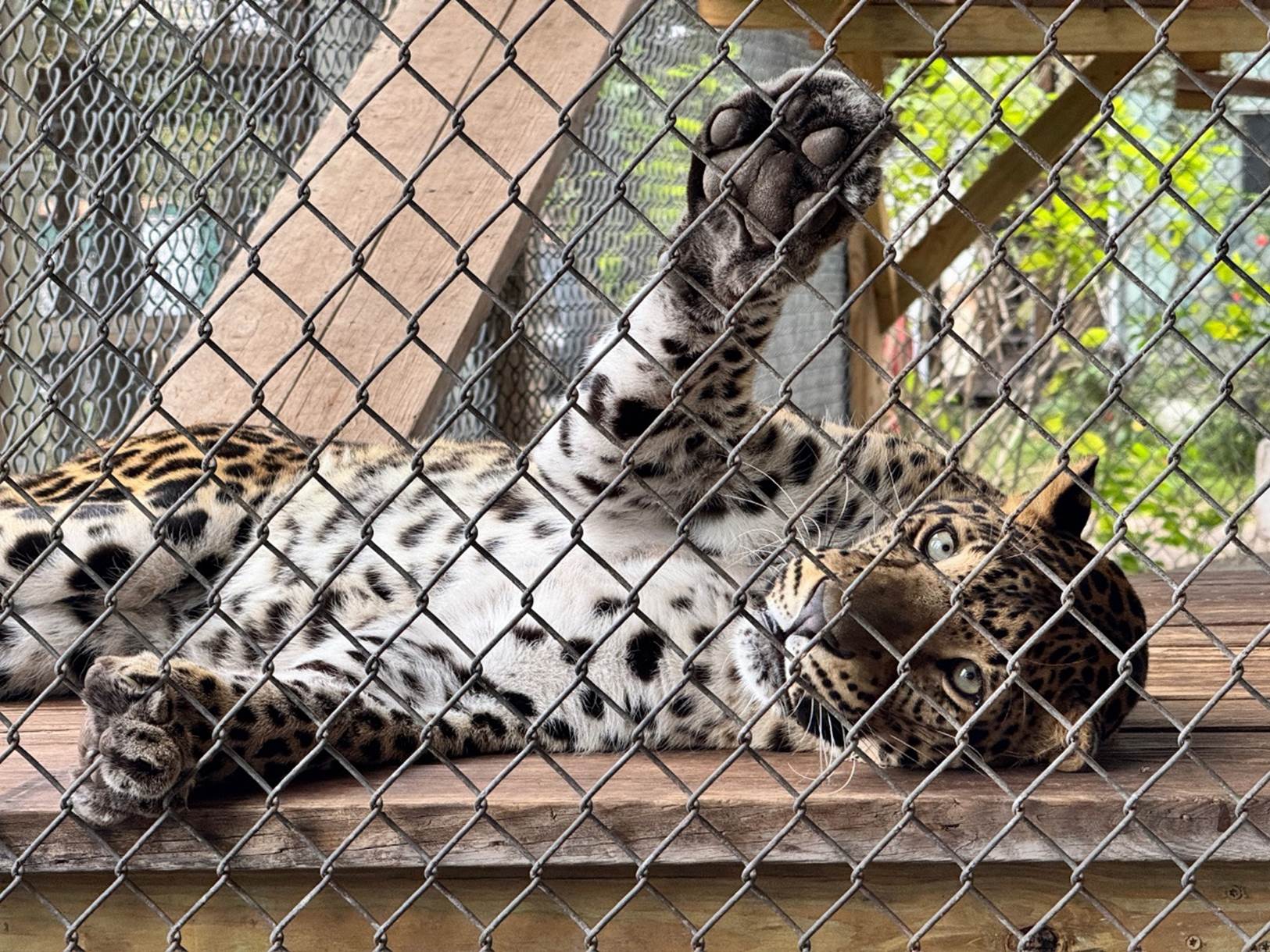 A leopard lying on its back in a cage

Description automatically generated