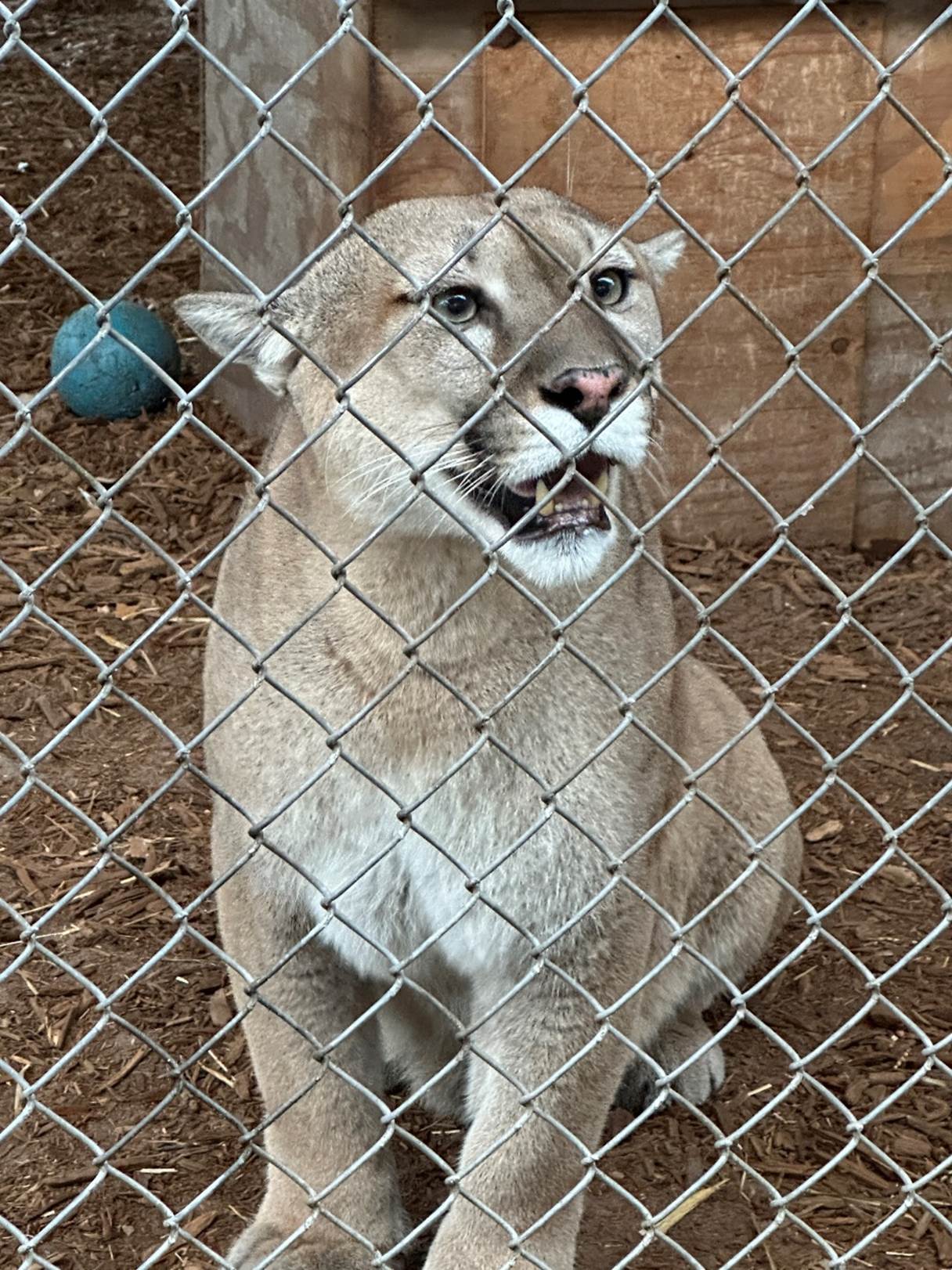 A cougar behind a chain link fence

Description automatically generated