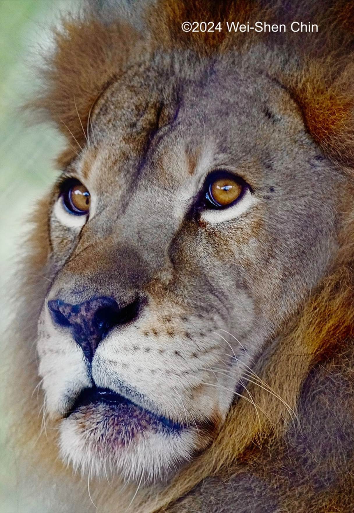 A close-up of a lion's face

Description automatically generated